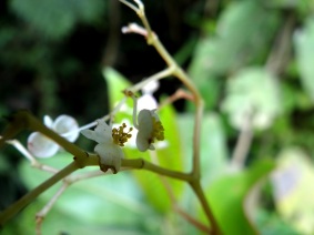 Begonia holtonis A.DC. - Begoniaceae