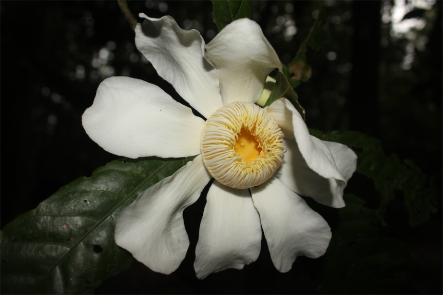 Gustavia hexapetala (Aubl.) Sm. – Lecythidaceae