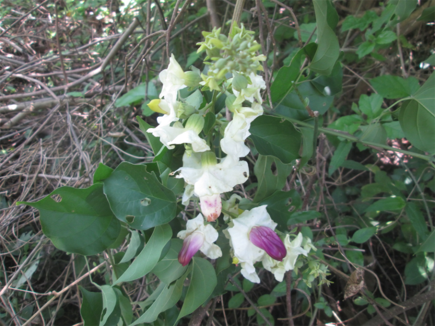 Amphilophium paniculatum (L.) Kunth – Bignoniaceae