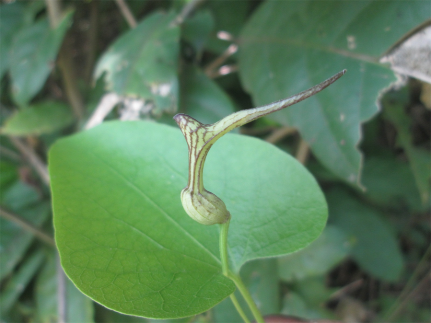 Aristolochia anguicida Jacq. – Aristolochiaceae