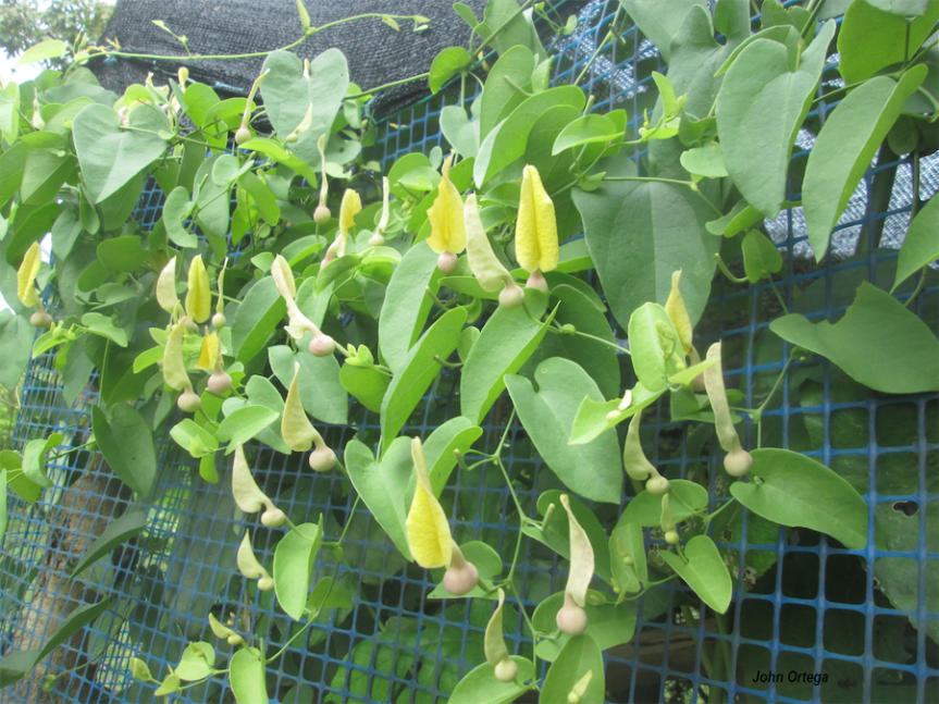 Aristolochia inflata Kunth – Aristolochiaceae