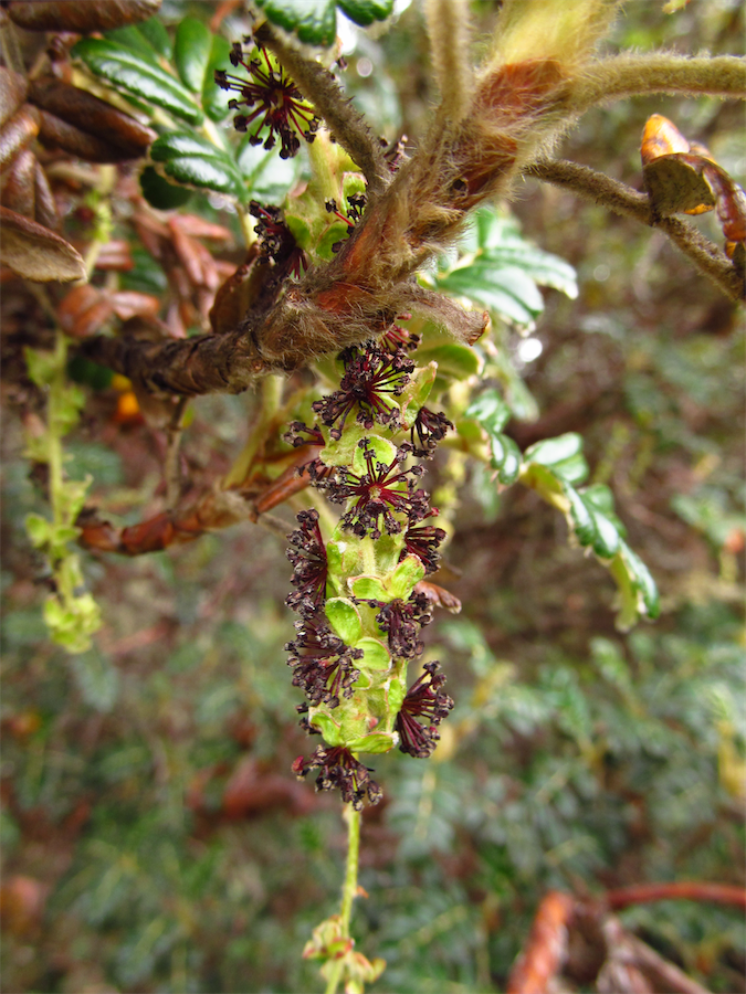 Polylepis quadrijuga Bitter – Rosaceae