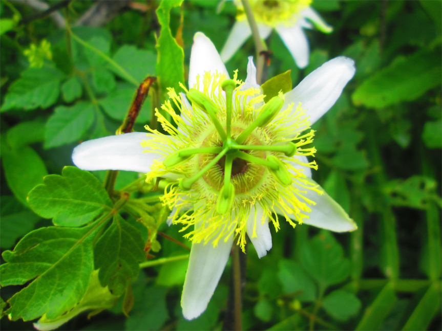 Passiflora bicornis Mill. – Passifloraceae